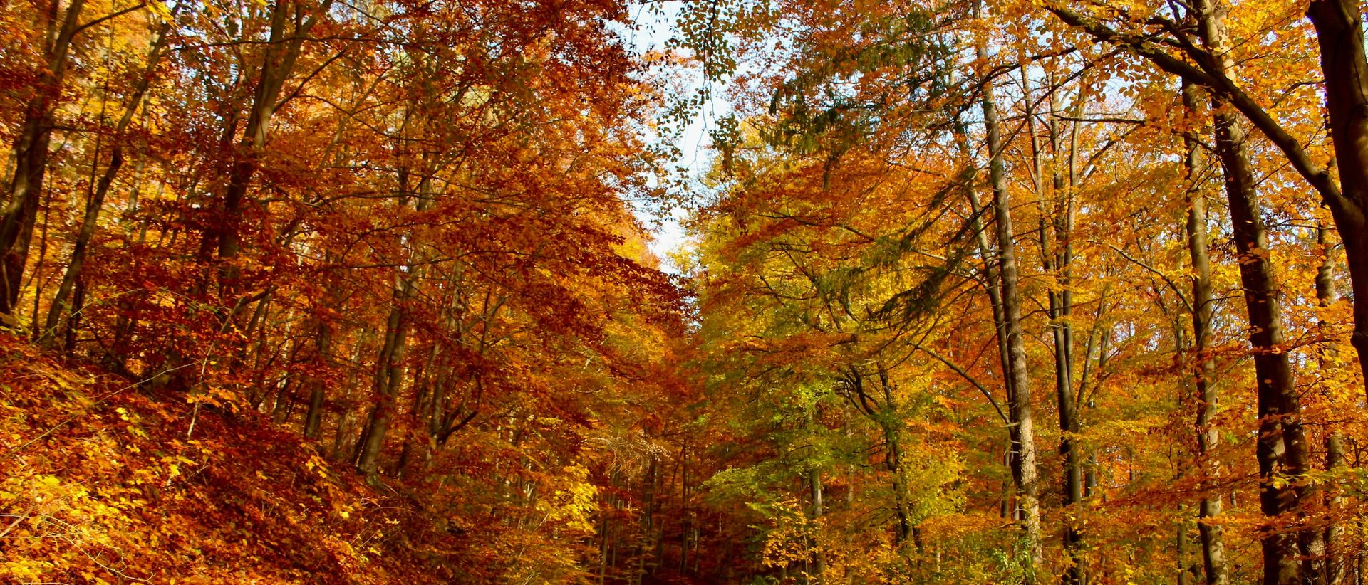 Autumn HVAC and Duct Cleaning Made Easy